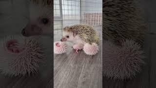 Lovely so much mommy #mommybaby #animals #hedgehog #cute