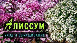 Алиссум в открытом грунте. Как вырастить алиссум из черенка. Алиссум в моём саду