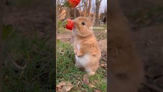 Cute brown rabbit #trending #shorts #rabbit