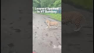 Leopard Spotted in IIT Bombay Campus  #iit #iitbombay #iitjee #jee #shorts #trending #viral #tiger