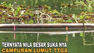 TERNYATA CAMPURAN LUMUT YG INI LEBIH AMPUH UNTUK MANCING NILA BESAR