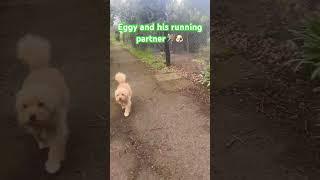 Eggy enjoying his daily running  #cute #dog #cavapoopuppy #running