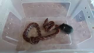 Радужный удав,кормление \ rainbow boa eating