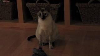 N2 the Talking Cat S1 Ep5 - Kona and the Sock