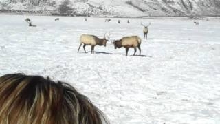 ANTLERDREAMER Productions - Up close Elk Rattling Antlers