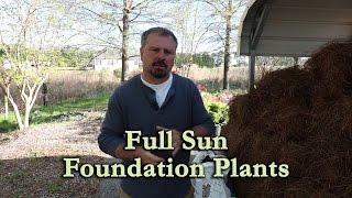 Garden Center Tour of Shrubs for Full Sun Foundation Plantings
