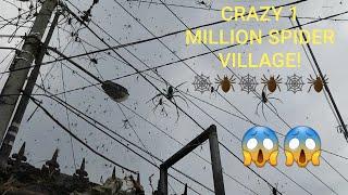 BIGGEST GOLDEN ORB SPIDERS!! SCARY SPIDER VILLAGE! Corey Wild #bigspider #spider