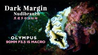 Dark Margin Glossodoris Nudibranch 黑邊多彩海蛞蝓/Olympus 90mm F3.5 Macro + OM1 Underwater