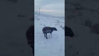 Animals frozen to death in Kazakhstan