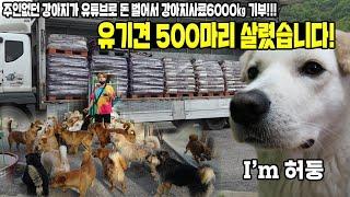 주인 없던 강아지가 유튜브로 돈 벌어서 유기견 500마리 먹여살렸습니다!