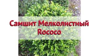 Самшит мелколистный Рококо  Обзор: посадка и уход. крупномеры самшита: описание и особенности