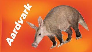 AARDVARK - Fascinating Facts About Earth's Cutest Diggers!