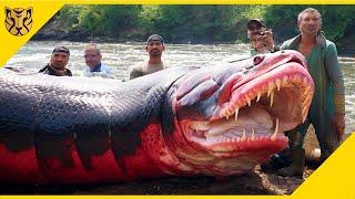 Mengerikan! Inilah 20 Monster Sungai Paling Mematikan di Dunia