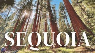 SEQUOIA NATIONAL PARK in ONE DAY | biggest tree in the world | USA road trip & travel vlog