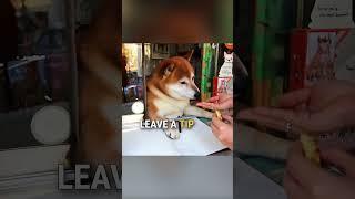 Meet the Shiba dog that runs a convenience store   #shorts #dog