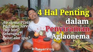 (Eps. 26) Cara Menyiram Aglaonema yang Benar, Wajib Tahu 4 Hal Ini | Rimawan Vlog