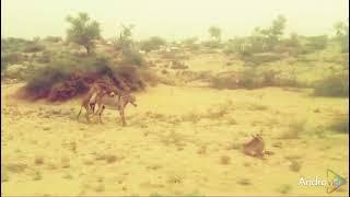 Donkey mating with male partner#animals #desert #thar #villagelife #wildlife #love #music #funny