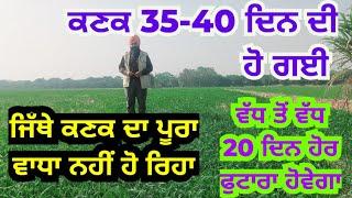 35-40 ਦਿਨ ਦੀ ਕਣਕ ਚ ਫੁਟਾਰੇ ਲਈ ਖਾਸ ਜਰੂਰਤਾਂ ਨੋਟ ਕਰੋ | wheat crop requirements upto 35-40 days