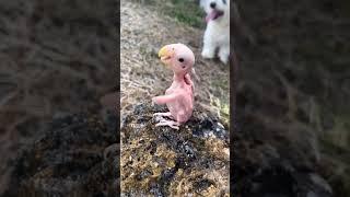 #baby naked  parrot #bird#wild