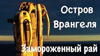 Остров Врангеля. "Замороженный рай"/ The Wrangel Island. Frozen Paradise. / Природа