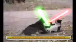 Gato Jedi vs gato Sith