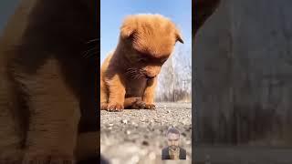 Puppy and parrot ki dosti  #friends#funny#viralvideo#cute #pupyy#dog#doglover #love #funniestvideo