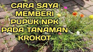 CARA SAYA MEMBERI PUPUK NPK PADA TANAMAN KROKOT@SUPARTADODE