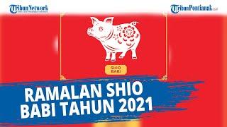 Ramalan Shio Babi Tahun 2021