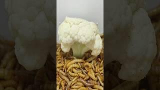 10 000 Mealworms vs. Cauliflower