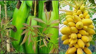 Best Method Grafting Mango Use Aloe Vera In Papaya Fruit