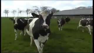 Счастливые коровы  Happy Cows