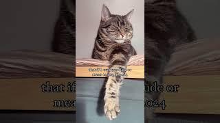 If I was mean, I meant it  sorry not sorry - happy new year!  #catvideo #funnycat #catvideos