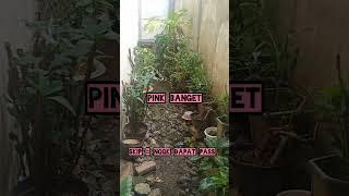 Viral Tiktok Pink banget | Vcs Baju Pink