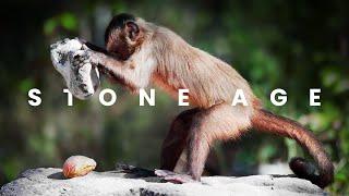 Monkeys and Apes Have Entered The Stone Age