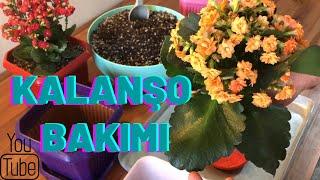 Kalanşo (Kalanchoe) Çiçeği Bakımı, Toprak Seçimi, Çelikten ve Yapraktan Üretme