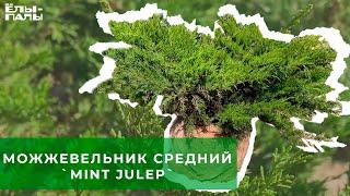 Можжевельник средний `Mint Julep`