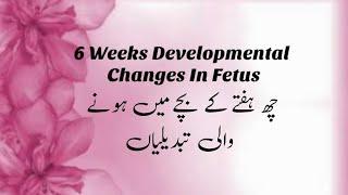 6 WEEKS OF PREGNANCY | 6 WEEKS DEVELOPMENTAL CHANGES IN FETUS | 2 MONTHS OF PREGNANCY CHANGES