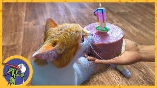 Birthday of cat Ginger