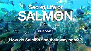 Secret Life of Salmon  |  Episode 5 - "How do Salmon find their way home?"