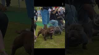 Exotic bullies warming up a the Exotics Vs Micros Three hosted by Hillside Gottiline in California