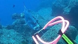 ULUA STONE SHOT Spearfishing Hawaii #shorts