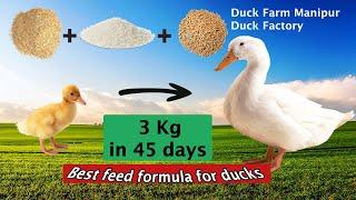 BEST DUCK FARMING MANIPUR | NGANU FARM | FEED FORMULA #duckfarming #duckeggs #whitepekin #farming