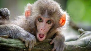 Monkey video # you tube video # hariyanvi video