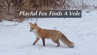 Playful Fox Finds A Vole