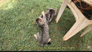 Cat fight,tiger mood released#catfunny