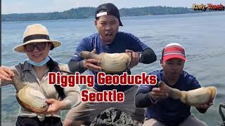 DIGGING THE GIANT CLAMS (GEODUCKS) SEATTLE WASHINGTON