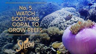 No. 5 Watch Soothing Coral to Grow Reefs | Slow TV | Sheba Hope Grows