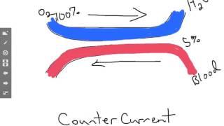 Countercurrent blood flow