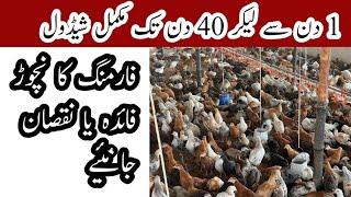 Totally shedule of Day 1 to Day 45 chicks for golden misri farming || By Dr saad