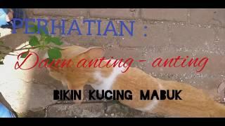 KUCING  MABUK AKIBAT MAKAN TUMBUHAN INI